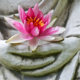 Buddha Lotos Blüte Achtsamkeit Meditation