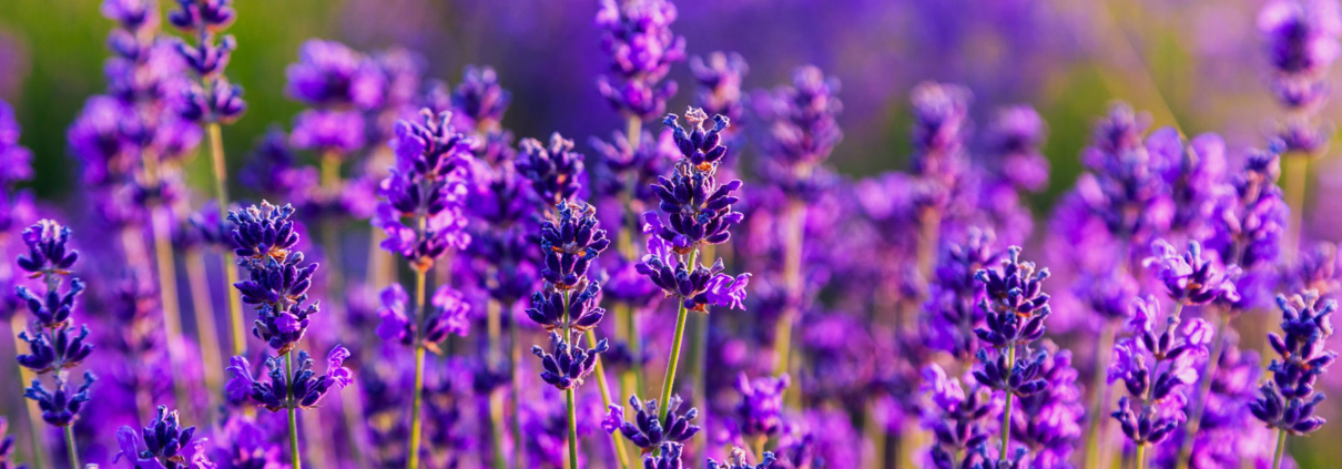 Ayurveda Delgado Mood Natur