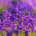 Ayurveda Delgado Mood Natur
