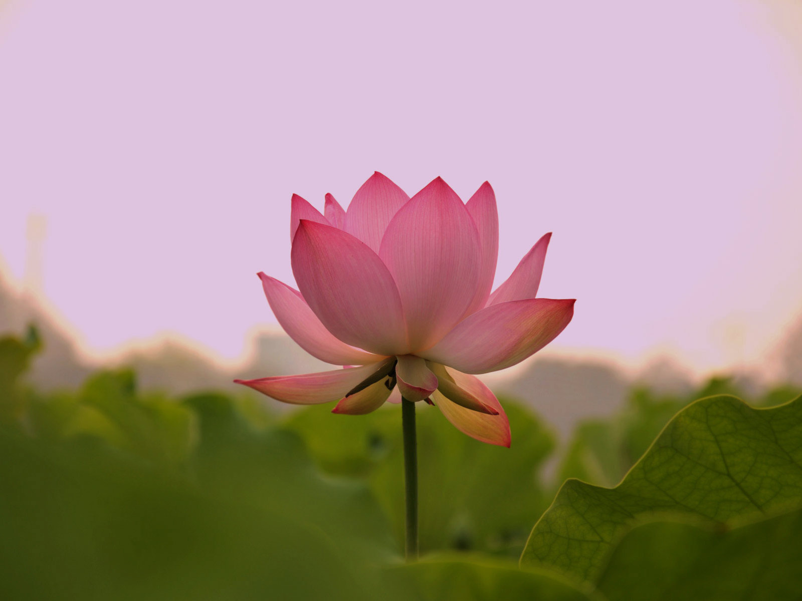 Ayurveda Delgado Aarau Mood Lotusblüte