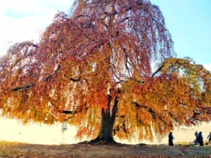 Seele baumeln lassen